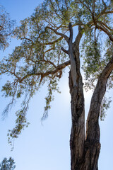 Tall tree towering above