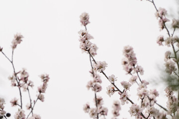 Cherry blossoms on a branch on white background.