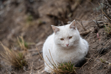Portrait of boring face of  white cat.