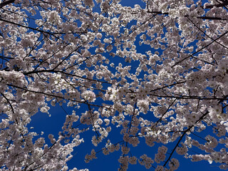 Cherry blossoms on a branch against a blue sky.