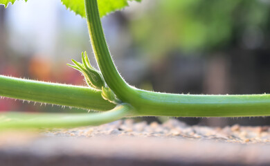 Close-up of a pumpkin sprout, a shoot emerging from a pumpkin vine, on a cement wall. With a beautiful natural blurred background.