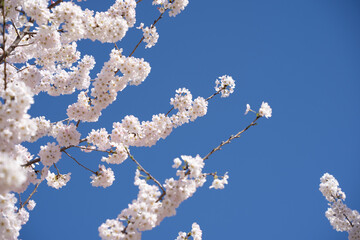 Cherry blossoms on a branch against a blue sky.