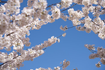 Cherry blossoms on a branch against a blue sky.