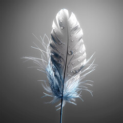 white feather on blue background