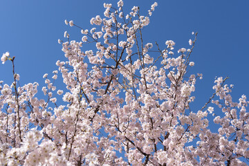 Cherry blossoms on a branch against a blue sky.