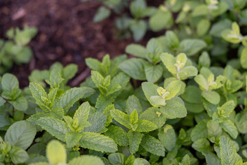 Beautiful green lemon balm leaves outdoors. 

