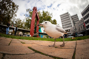 Red-Billed Gull (chroicocephalus novaehollandiae scopulinus) eating