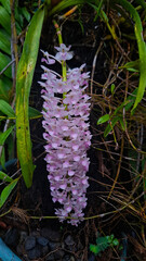 wild flowers in the woods