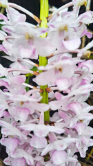 close up of a tropical pink orchid flower in bloom