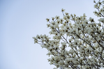 Beautiful white magnolia flowers on a tree branch in spring.
