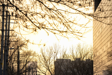 Sunset light through the branches of a tree silhouette.