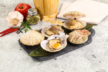Raw fresh scallops in the shell