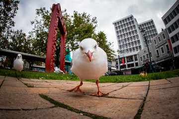 Red-Billed Gull (chroicocephalus novaehollandiae scopulinus) eating