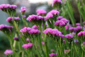Pink flowers of statice (Latin: Limonium sinuatum) bloom in a summer garden