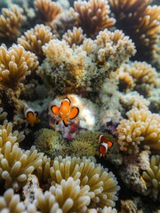 Vibrant Clownfish Hiding Amongst Coral Reefs Underwater Paradise