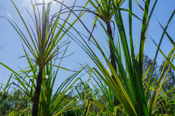 From below pandanus leaves and stem back-lit by sun against blue sky and illuminated by sunburst with lens-flare.