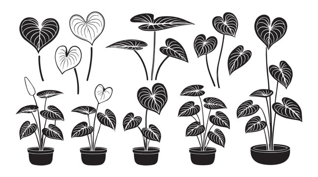 Collection of anthurium plant silhouettes with heart shaped leaves and spathes in pots silhouette