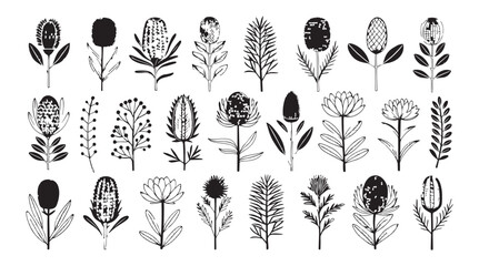 Collection of stylized australian banksia flowers and foliage in a black and white silhouette