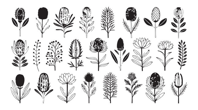 Collection of stylized australian banksia flowers and foliage in a black and white silhouette