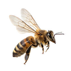 A busy honey bee flying with its wings buzzing in mid-air isolated on a transparent background png