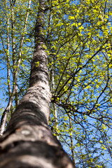 Crooked tree trunk with green leaves