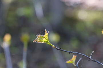 New leaf on tree in Chugach State Park