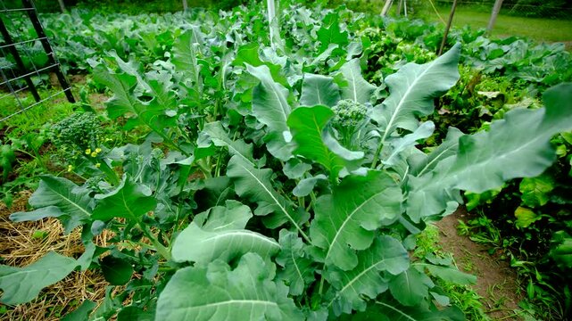 Organic broccoli with some crowns or head and some start to blooming or flowering while growing plants in vegetable garden