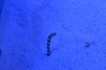 footprints in the sand