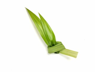 Fresh pandan leaf (Pandanus amaryllifolius) isolated on white background 