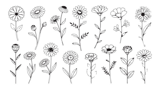 Collection of hand drawn daisy flowers and buds in a simple line art silhouette style