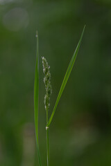 Close-up of cock’s-foot grass (Dactylis glomerata) showing its dense, clustered flowering head with triangular outline and fine floral texture.
