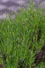 Several lavender buds outdoors, gently swaying in natural light at the early stage of bloom. 

