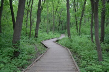 Winding boardwalk through lush green forest showcasing nature's tranquility and beauty on a peaceful day