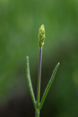 Green lavender bud in close-up, showing fine texture and early bloom stage under natural light. 
