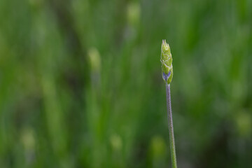 Green lavender bud in close-up, showing fine texture and early bloom stage under natural light. 
