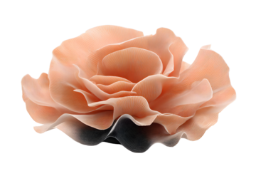 Isolated heart shaped cookie on transparent background