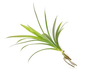 Pandan leaf plant (Pandanus amaryllifolius) isolated on white background 