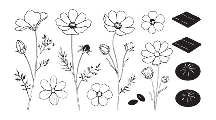 Collection of delicate line art cosmos flowers and chocolate treats silhouette © rohan