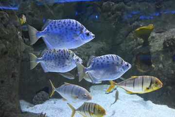 fish in aquarium