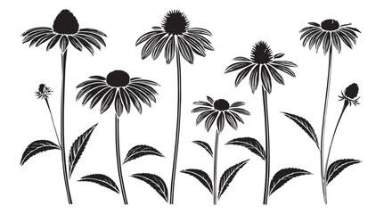 Collection of echinacea flowers and buds in a striking black and white silhouette style