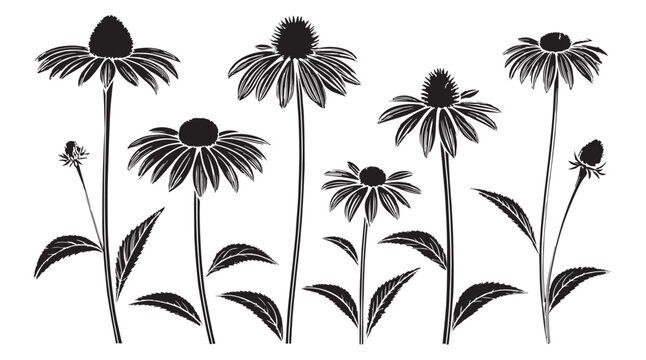 Collection of echinacea flowers and buds in a striking black and white silhouette style