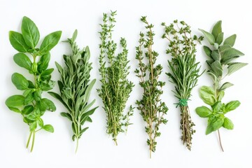 Obraz premium Various fresh green herbs including basil, sage, rosemary, and thyme arranged on a white surface, prepared as culinary ingredients for cooking and seasoning food