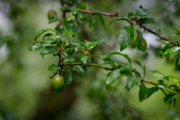 Green plum fruits with water droplets after rain on a branch with fresh green leaves, glistening in...