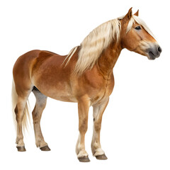 A majestic Haflinger horse with a beautiful blonde mane standing proudly isolated on a transparent background png