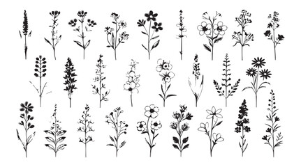 Collection of delicate hand drawn botanical floral illustrations in a simple silhouette style