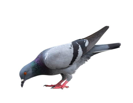 Side View of Grey Pigeon Pecking Ground, Transparent PNG