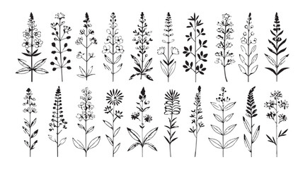 Collection of various delicate botanical plant illustrations in a hand drawn line art silhouette style