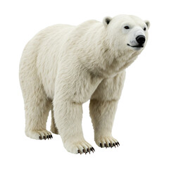 Realistic Polar Bear – Standing Pose – Arctic Wildlife Clipart PNG

