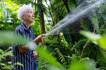 Senior asian woman watering the garden with hose in home garden.