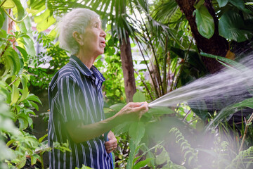 Senior asian woman watering the garden with hose in home garden.
